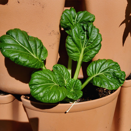 close up of spoon shaped green leaves of tatsoi in a rosette shape in a terra cotta colored planted.