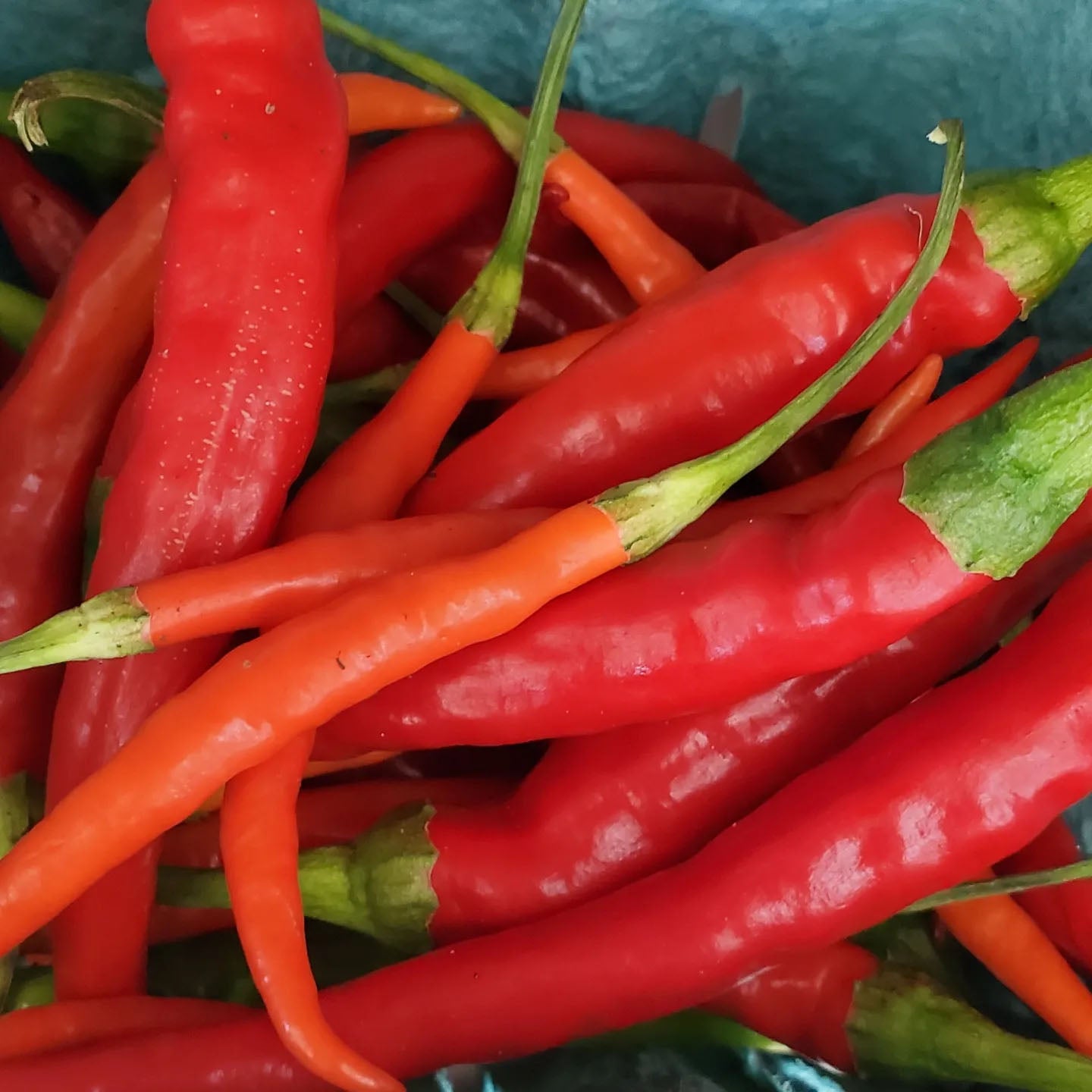 close up of long, thin, red peppers