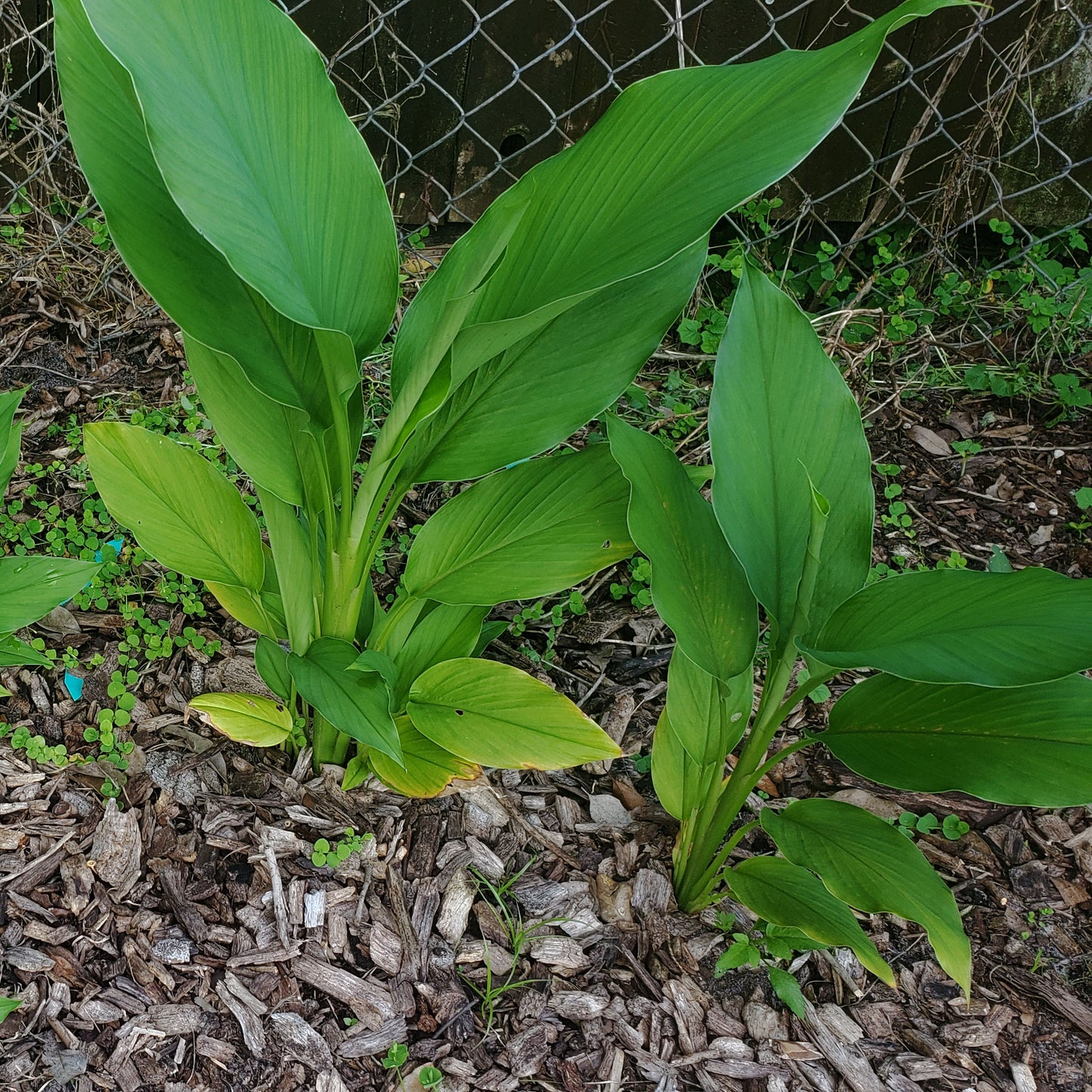 two turmeric plants with big green leaves growing in mulch 